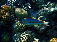 rybky koral (3)_resize